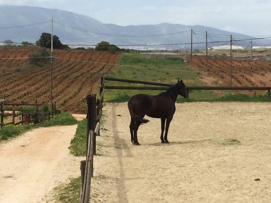 Country Rooms Near Athens - Airport Βραυρώνα Εξωτερικό φωτογραφία