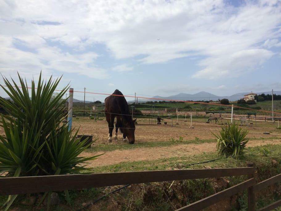 Country Rooms Near Athens - Airport Βραυρώνα Εξωτερικό φωτογραφία